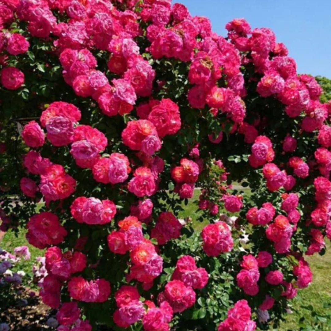 Elegant Climbing Rose Flower Seeds (Buy 1 Get 1 FREE + FREE Plant Booster)