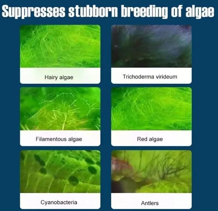 Fish Tank Water Purifier Algae Remover 100ml