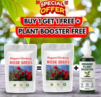 Elegant Climbing Rose Flower Seeds (Buy 1 Get 1 FREE + FREE Plant Booster)
