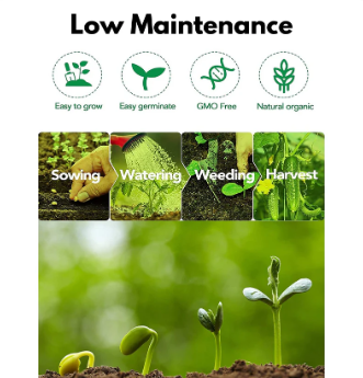 Elegant Climbing Rose Flower Seeds (Buy 1 Get 1 FREE + FREE Plant Booster)