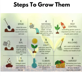 Elegant Climbing Rose Flower Seeds (Buy 1 Get 1 FREE + FREE Plant Booster)