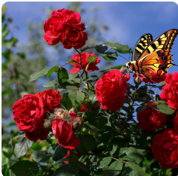 Elegant Climbing Rose Flower Seeds (Buy 1 Get 1 FREE + FREE Plant Booster)