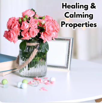 Elegant Climbing Rose Flower Seeds (Buy 1 Get 1 FREE + FREE Plant Booster)