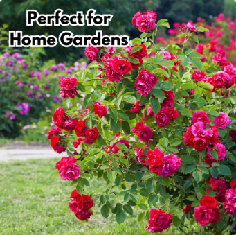 Elegant Climbing Rose Flower Seeds (Buy 1 Get 1 FREE + FREE Plant Booster)