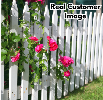 Elegant Climbing Rose Flower Seeds (Buy 1 Get 1 FREE + FREE Plant Booster)