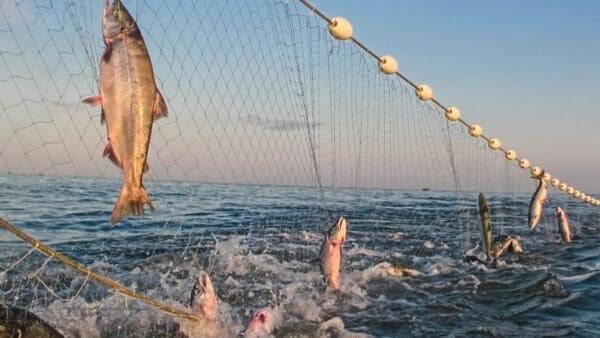 Knotted Nylon Fishing Net || Length 100 Feet, Height 6 Feet, Mess 65 mm, Twine 0.15